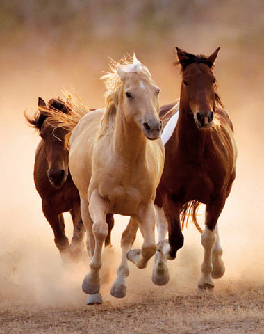 PUZZLE CABALLOS CORRIENDO 1000 PZ