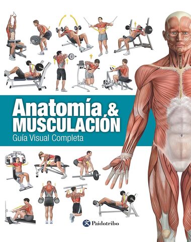 ANATOMIA Y MUSCULACION
