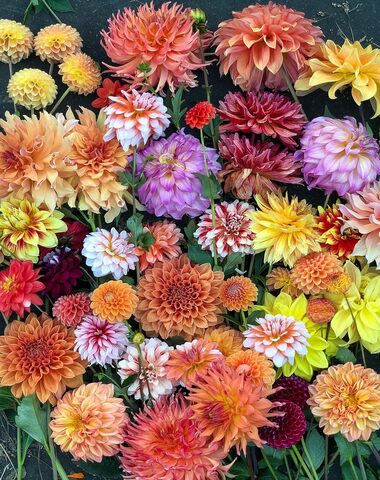PUZZLE HELLO DAHLIAS 1000 PZ