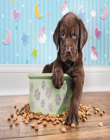 PUZZLE PERRITO 180 PZ