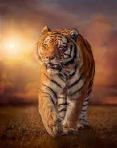 PUZZLE TIGRE 1500 PZ