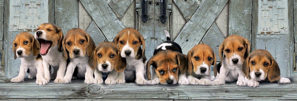 PUZZLE BEAGLES PANORAMA 1000 PZ