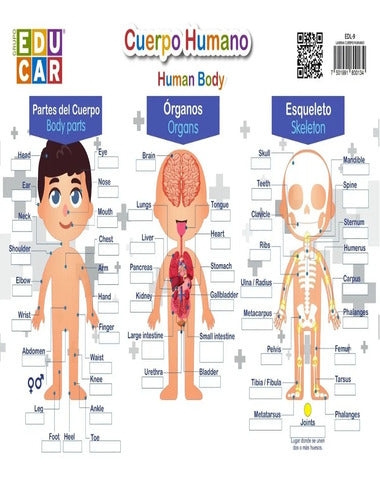 CUERPO HUMANO ORGANOS / HUMAN BODY ORGAN