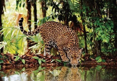 PUZZLE LEOPARDO 2000 PZ